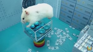 Хомячки играют в домике! Запутанный лабиринт #3