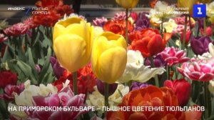 На Приморском бульваре – пышное цветение тюльпанов