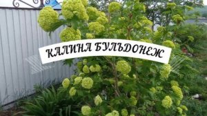 #калина_бульдонеж#декоративные Калина Бульдонеж.Цветение!