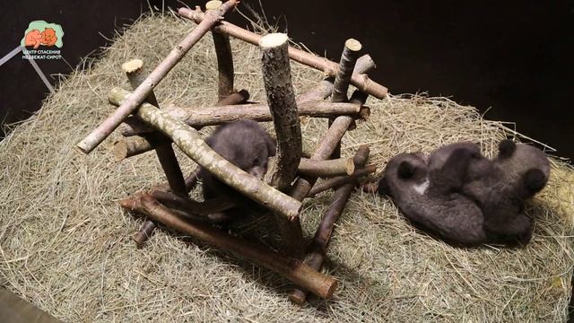 Как чувствуют себя медвежьи девчоночки из Удмуртии?