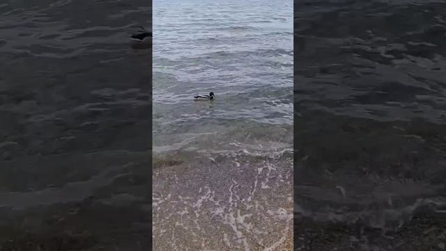 Утки-лебеди на пляже Анапы 12 Апреля в Пасху в День космонавтики.