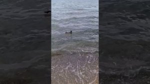 Утки-лебеди на пляже Анапы 12 Апреля в Пасху в День космонавтики.