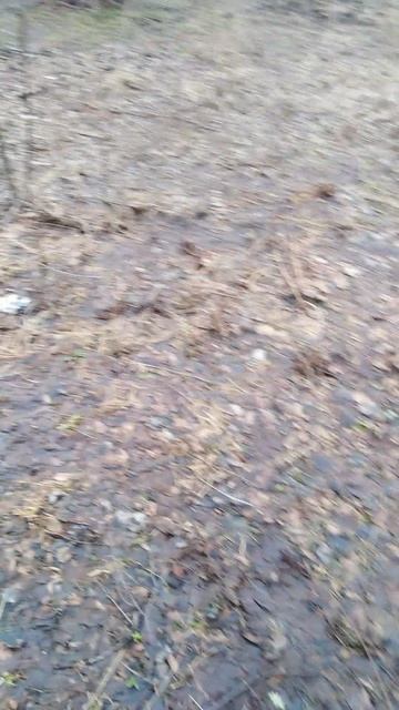 ✔Пень со строчками🍄✔