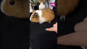 ТОП 8 МОИХ НЕОБЫЧНЫХ НАХОДОК ДЛЯ КАЖДОГО ДОМА