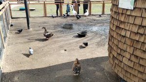 3. Городская ферма ВДНХ (5)