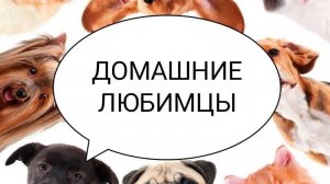 Домашние любимцы . Занятие от 10.04.2026. Педагог Дарченко Татьяна Олеговна