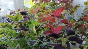 Сезон пакетиков закончила