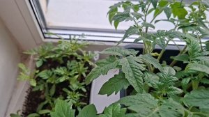 Моя рассада 🤓на салат пока рубить нееечего😂🤷♀️