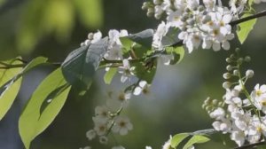 Расцвела черёмуха