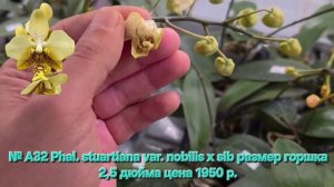 № А32 Phal. stuartiana var. nobilis х sib размер горшка 2,5 дюйма