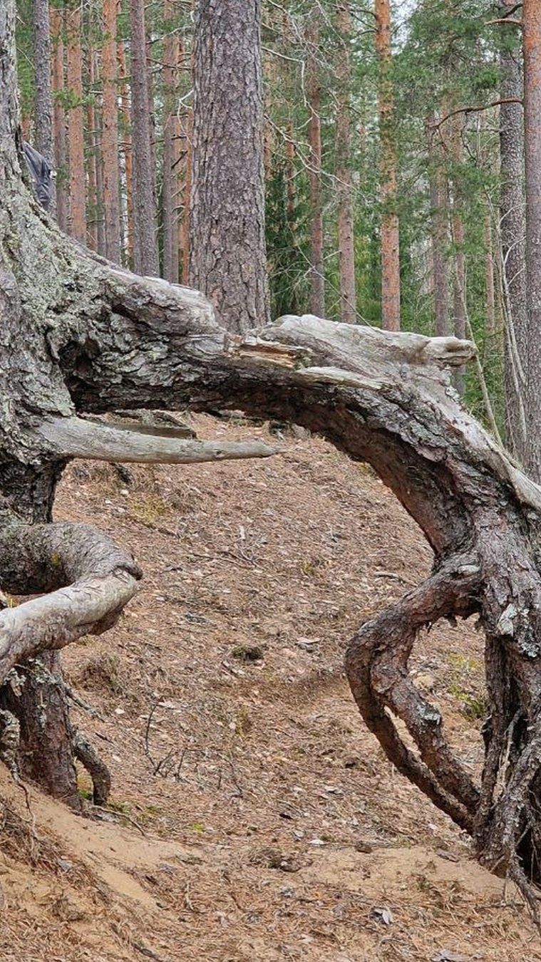 Загадочное Лемболово