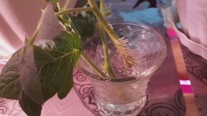 Ещё один пасынок желтого черри посадила. Помидоры на окне.