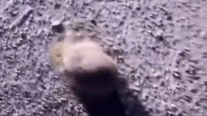 В Дагестане была замечена суровая драка ежиков. Бои без правил UFC