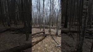 выходные в лесу