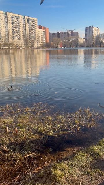 Птичий галлёж.