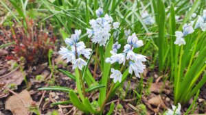 Наш сад 11.04. Цветёт пушкиния. Прогулка в дождь.