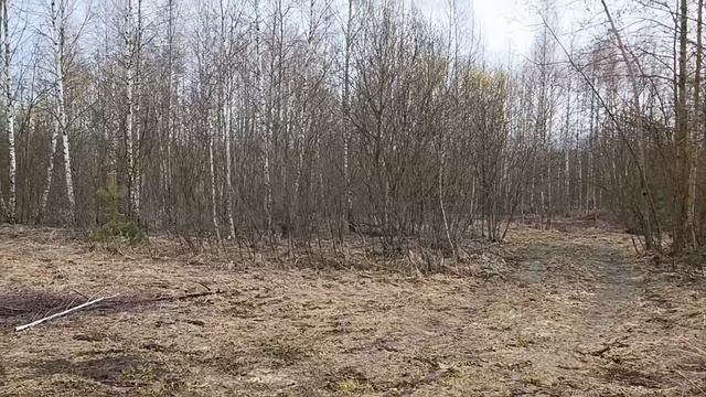 Покупки крашу яйца лес просыпается