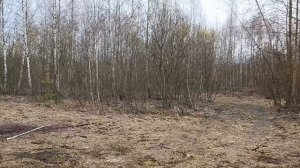 Покупки крашу яйца лес просыпается