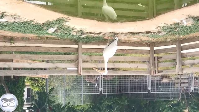 еноты напали на желейного медведя Валеру