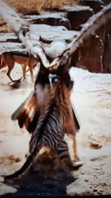 Орлан спасает тигрёнкаShorts