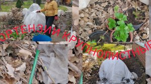 Гортензии крупнолистные открываю. Почки зелёные.