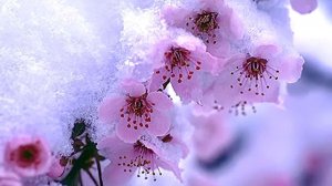 Весенние грёзы