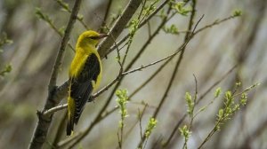 Елена Карпук - Белая черемуха