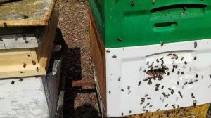 13 апреля НЕ ЗЕВАЙ ПЧЕЛОВОД