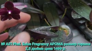№ А21 Phal. Salus Fragrancy АРОМА размер горшка 2,5 дюйма