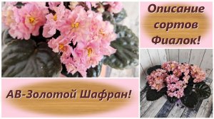 Описание сортов Фиалок! АВ-Золотой Шафран!