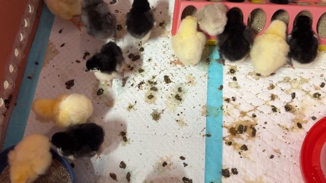 Результат второй инкубации