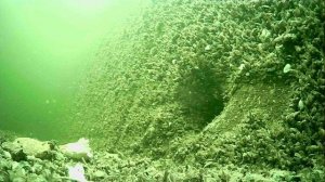 1000015207.mp4Волга гл.5м.13.04.2026г.