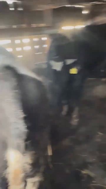 МЯСНЫЕ БЫКИ🐂