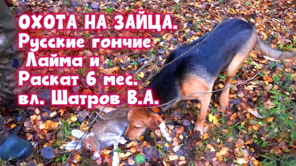 ОХОТА НА ЗАЙЦА . Русские гончие Лайма и Раскат 6 мес.  вл. Шатров В.А.#охотасгончей #топ #hunting