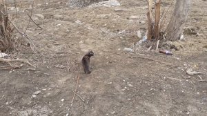 Вперед гулять.