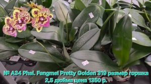 № А34 Phal. Fangmei Pretty Golden 319 размер горшка 2,5 дюйма