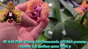 № А45 Phal. Zheng Min Anaconda АРОМА размер горшка 2,5 дюйма