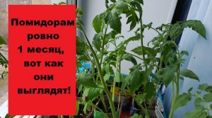 Как выглядит рассада помидоров в возрасте ровно 1 месяц?
