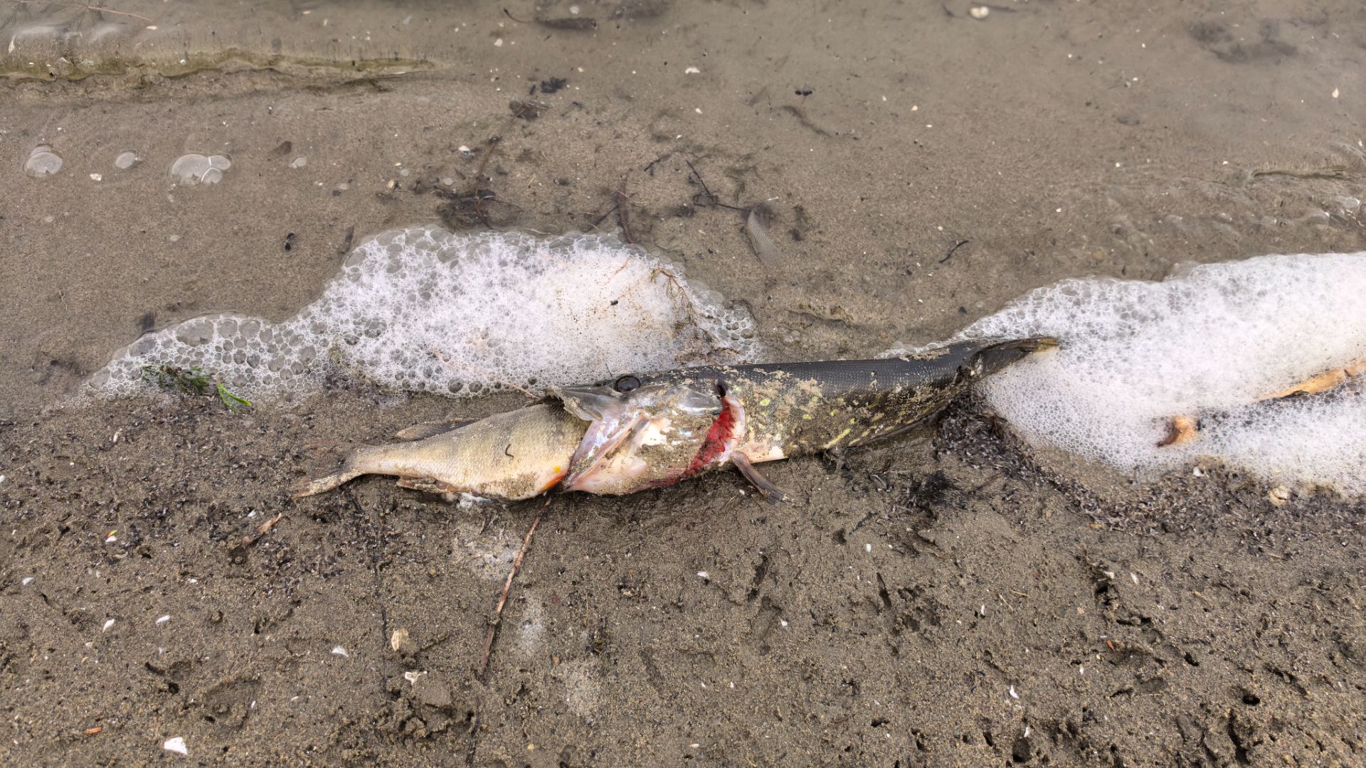 02/04/26/ Весна. Природа оживает. Первые щучки.