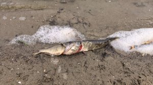 02/04/26/ Весна. Природа оживает. Первые щучки.