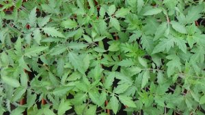 Для тех, у кого "СЕРДЦЕ ОБОРВАЛОСЬ", когда я отщипывала корни у томатов! 13.04.2026.