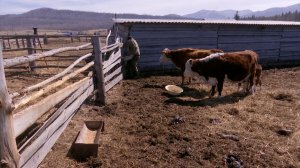 Ветеран СВО из Хакасии претендует на фермерский грант