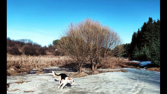 О. Мандельштам.  О, как же я хочу...