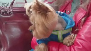 Животные.Кошки,собаки,пингвины,птицы,нерпы