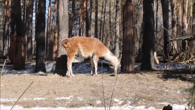 Ламы обживаются в своих вольерах 09.04.2026