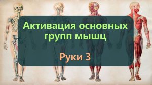 Активация мышц рук 3 — Бицепсы и трицепсы