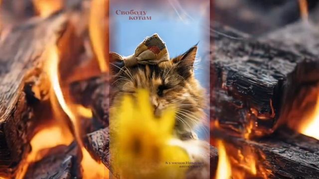Свободу_котам