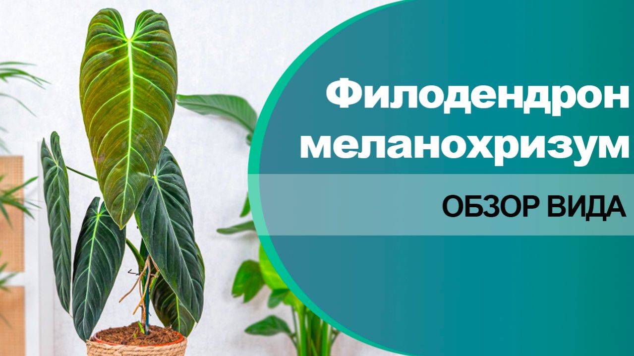 Филодендрон меланохризум - обзор вида и сорта.