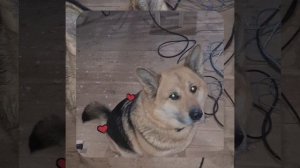 1000056008.mp4 (Собака наблюдает за устройством лестницы на 2-ой этаж в доме А-фрейм)