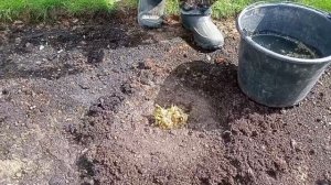 лучший способ восстановить🌹 РОЗЫ после зимы